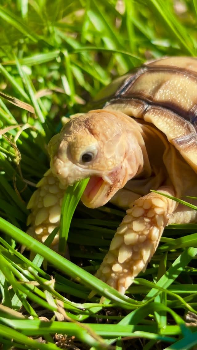 A baby sulcata tortoise eating grass at Zoo Creatures