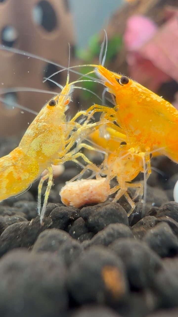 🧡 Jinsha shrimp 🧡 (Neocaridina davidi “Jinsha”) A new, vibrant orange-yellow dwarf freshwater shrimp featuring a bright, wide stripe down its back. Come check these guys out!
