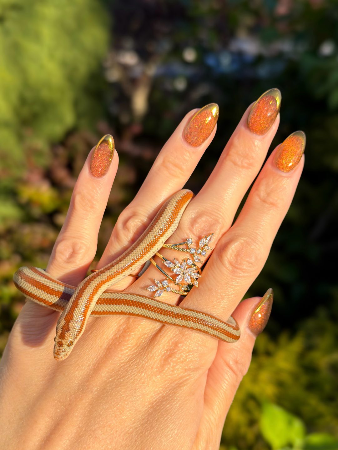 Golden hour 🍯 San Matias Rosy Boa ✨