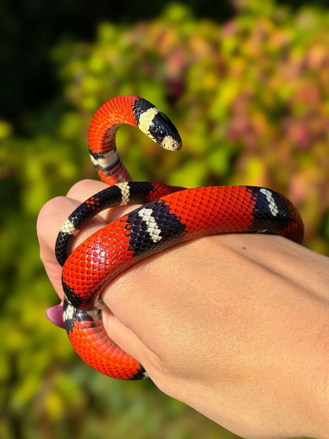 Sinaloan Milk Snake ❤️ It’s striking coloration mimics the venomous coral snake, which tricks predators into avoiding it despite it being completely harmless.