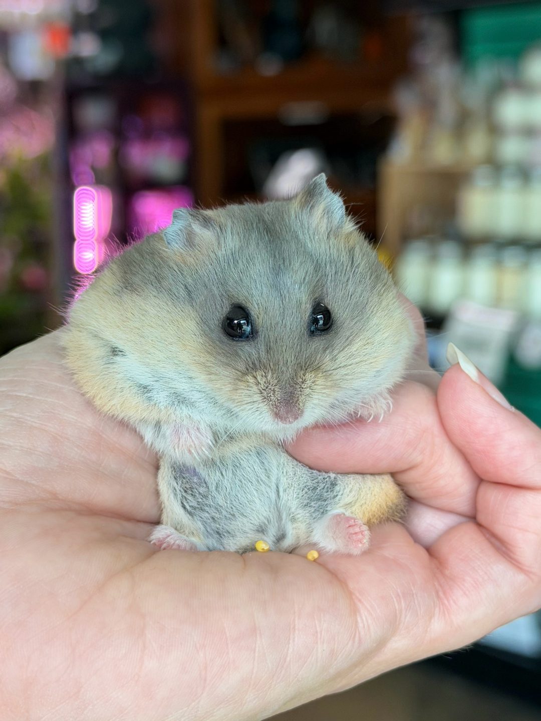 Campbell’s Dwarf Hamster ✨