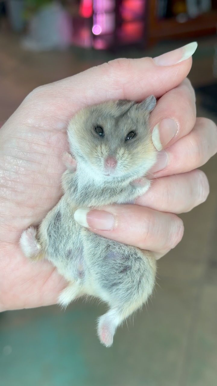 Squishy Campbell’s Hamster 🐹 This cutie is in store now 🩷