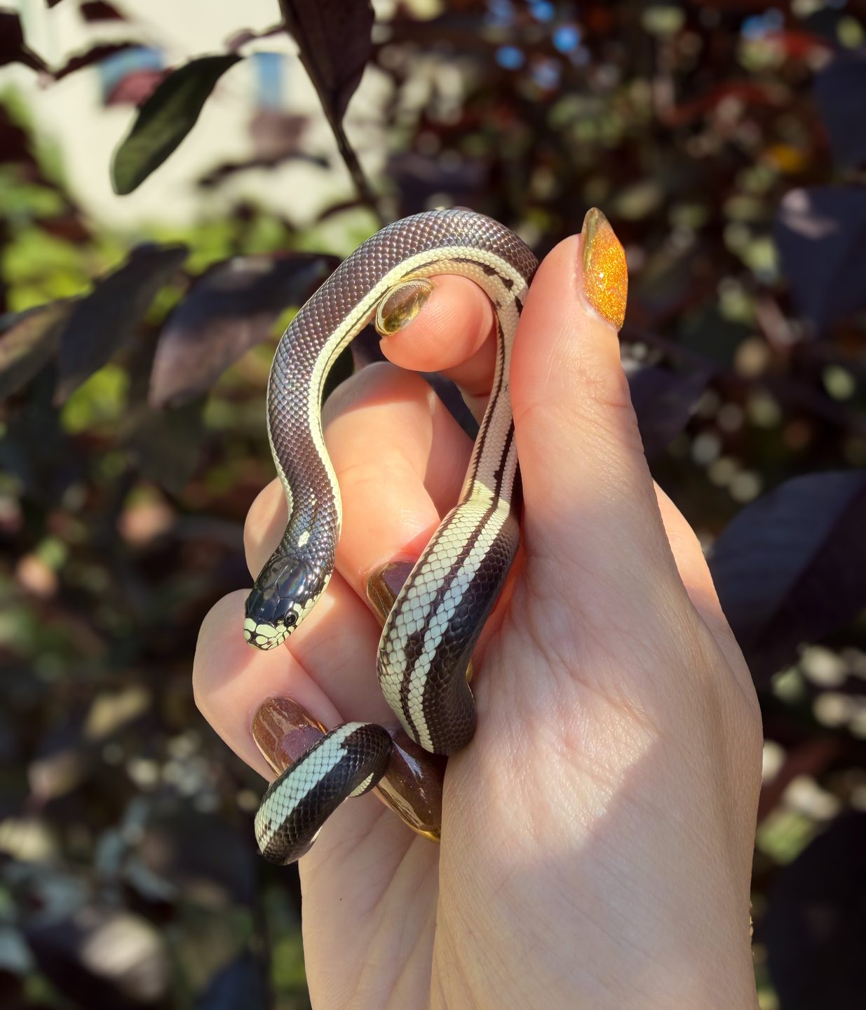 Reverse Wide Stripe California Kingsnake 🌿