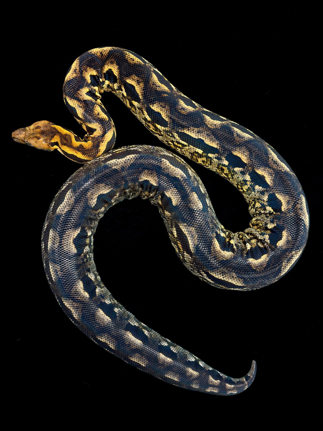 Madagascar Ground Boa 🌿