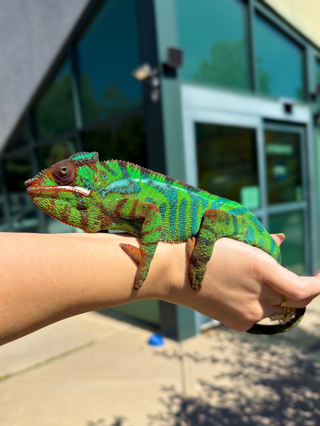 Male Panther Chameleons are here 🎉