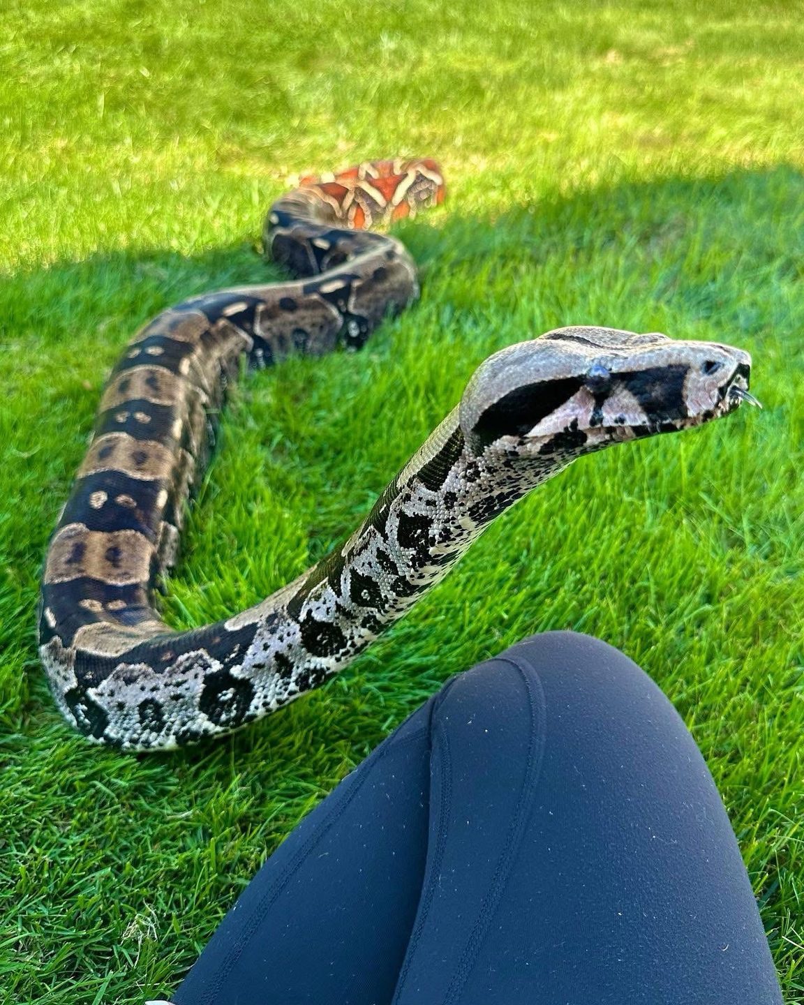 Female BCC Guyana Red Tail Boa — Seeking Her Retirement Home