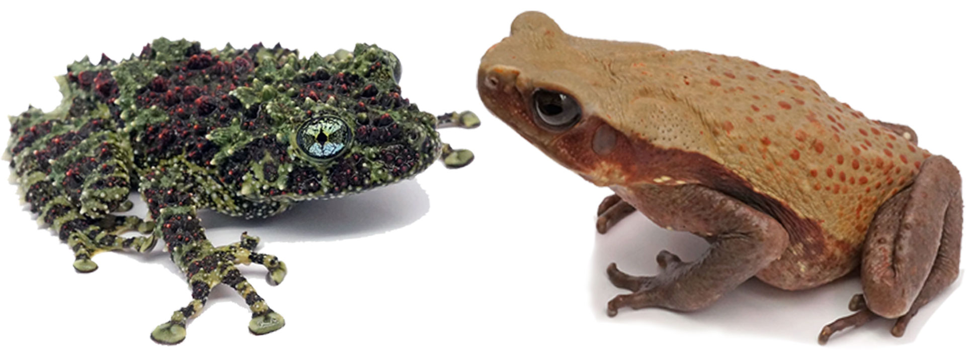 A mossy frog and a toad