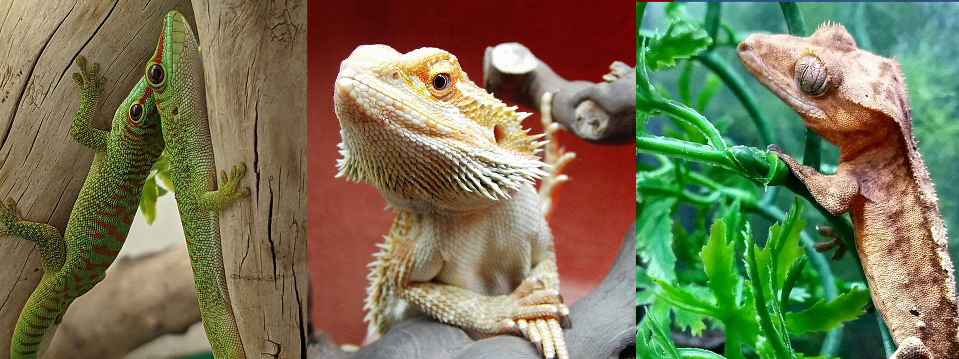 Lizards available at Zoo Creatures: geckos and bearded dragons