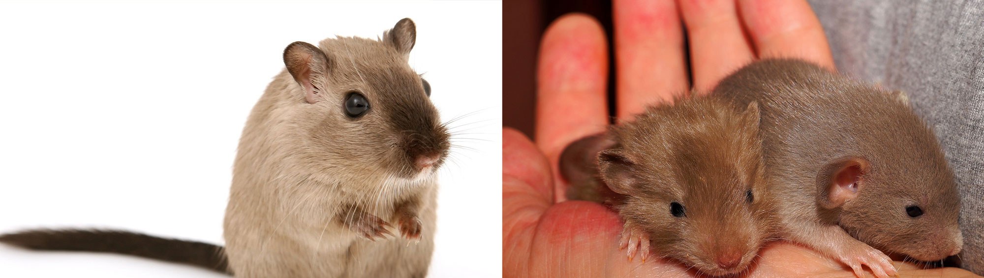 Small furry pets at Zoo Creatures