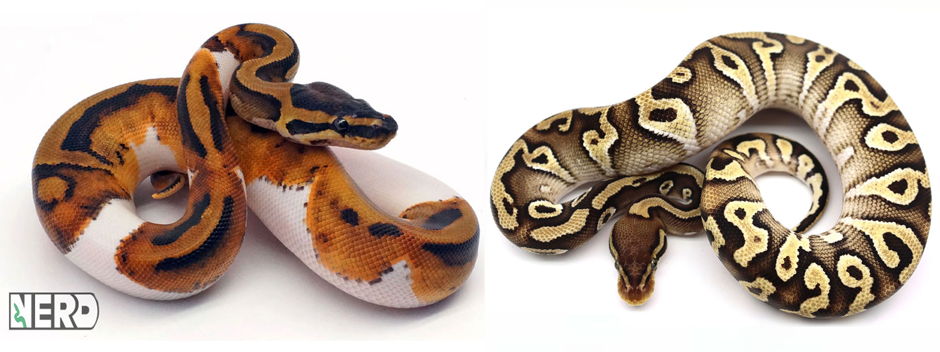 Ball python morphs bred by NERD