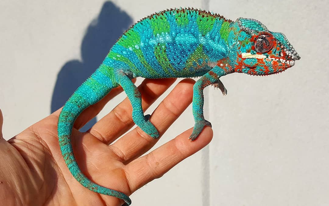 A chameleon at Zoo Creatures