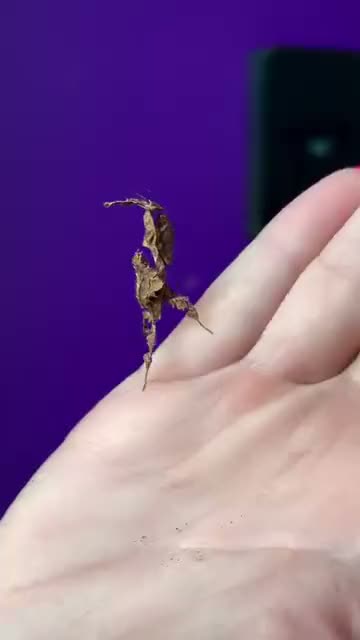 THE GHOST MANTIS 👻 Lots of creepy crawlies in store now 🎃