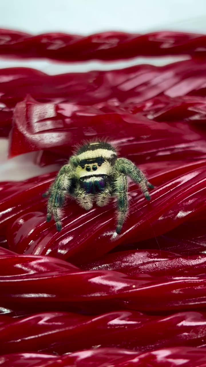 Regal Jumping Spider getting in the Halloween spirit 🎃👻🍁