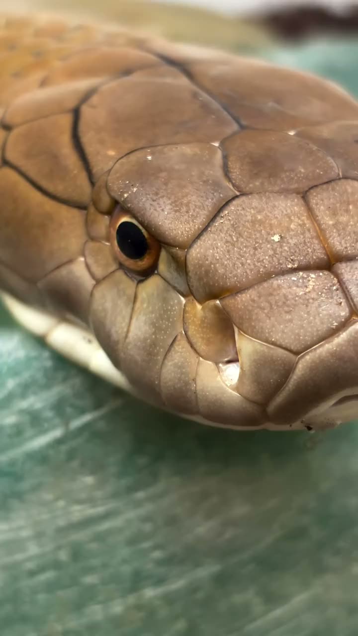 King Cobra in our Venomous Room 🌿