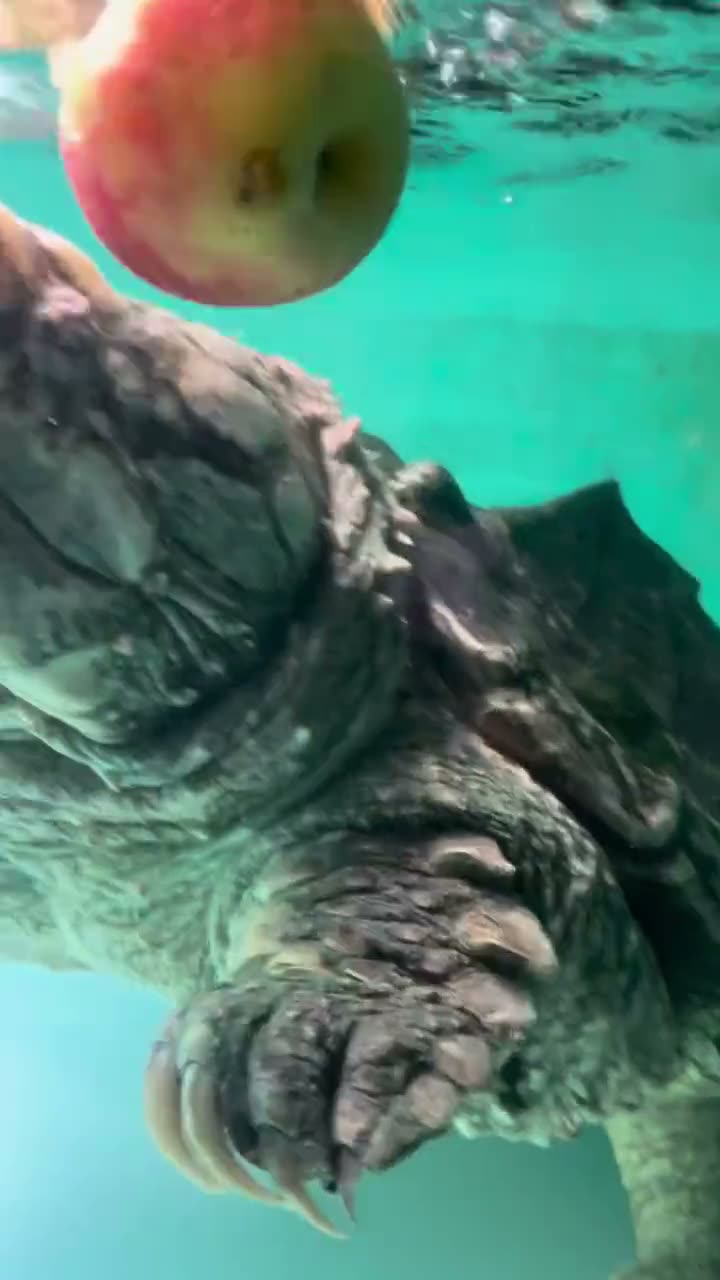 Have you come to visit our buddy Bubba at Zoo Creatures lately?