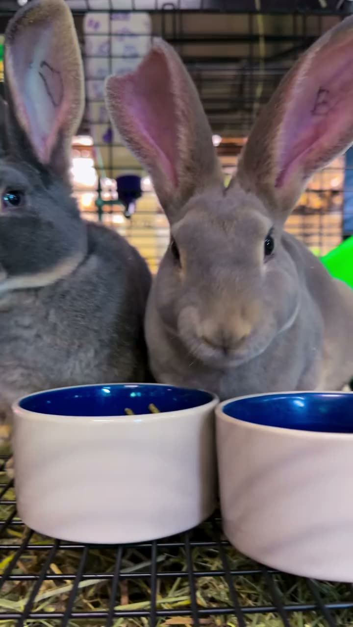 Rex bunnies are here ✨ Munching away 😍