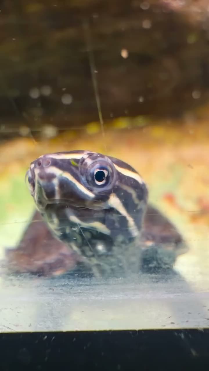Baby turtles looking to be in the spot light 🫧 Did you see that? 🤣 Musk turtles, Map turtles +