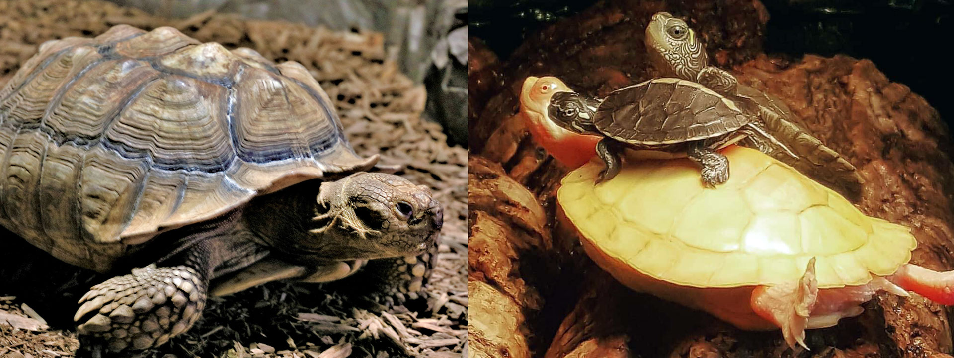 Turtles and Tortoises Available At Zoo Creatures