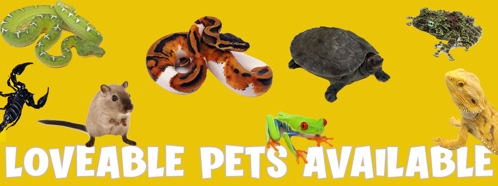 Pets For Sale - Reptiles, Lizards, Amphibians, Tarantulas and More | Zoo  Creatures New England